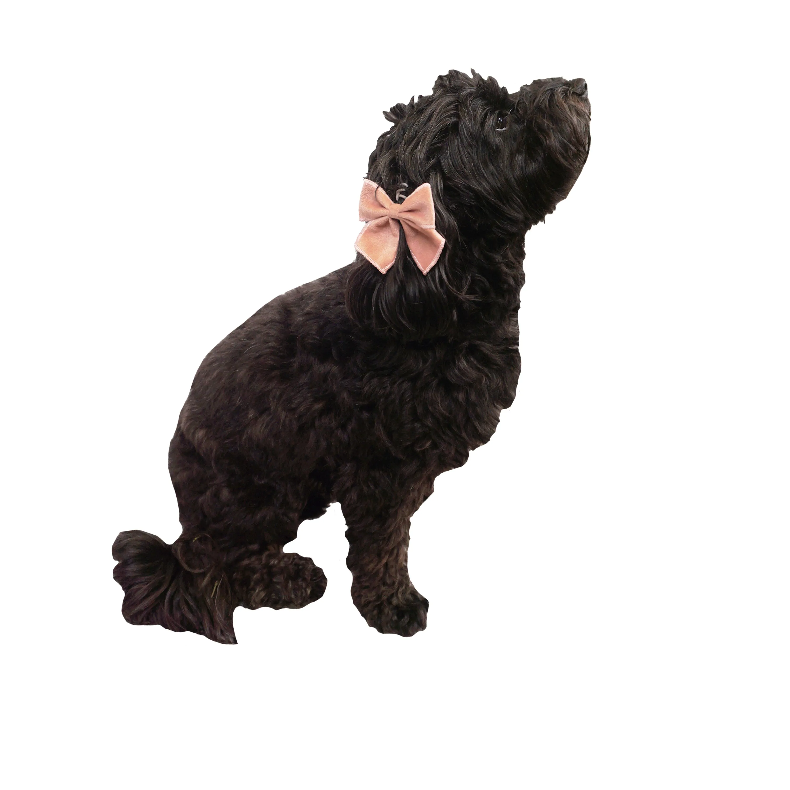 Celebrations Velour Bow Hair Tie & Collar Slider Set